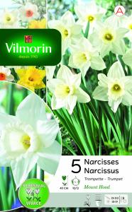 Narcisse Trompette Jaune (x15)